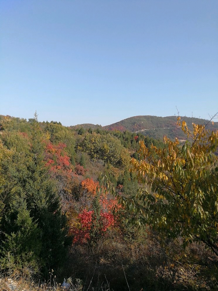 陈姐大馅水饺