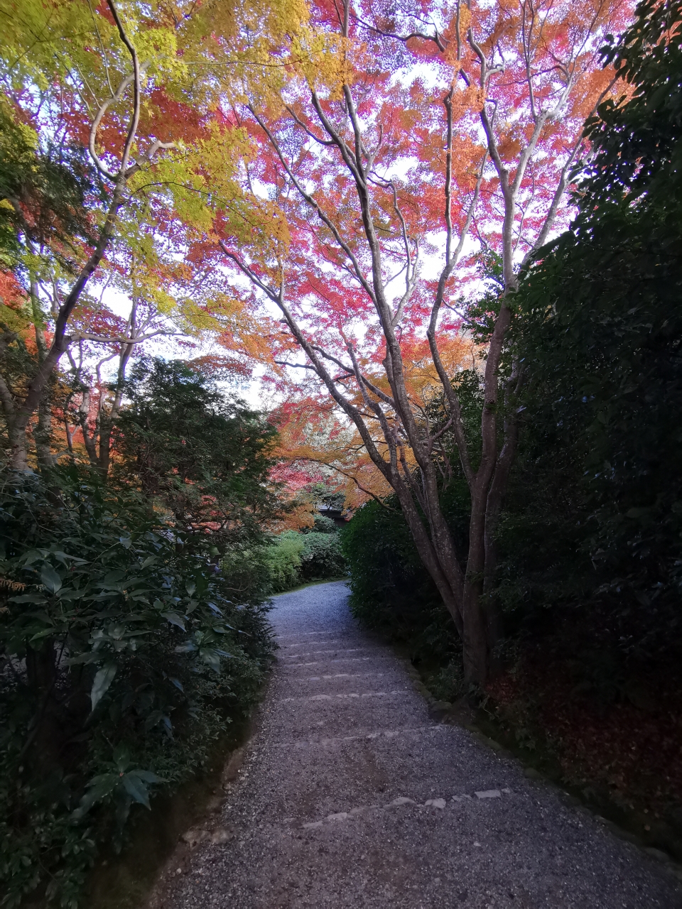 京都自助遊攻略