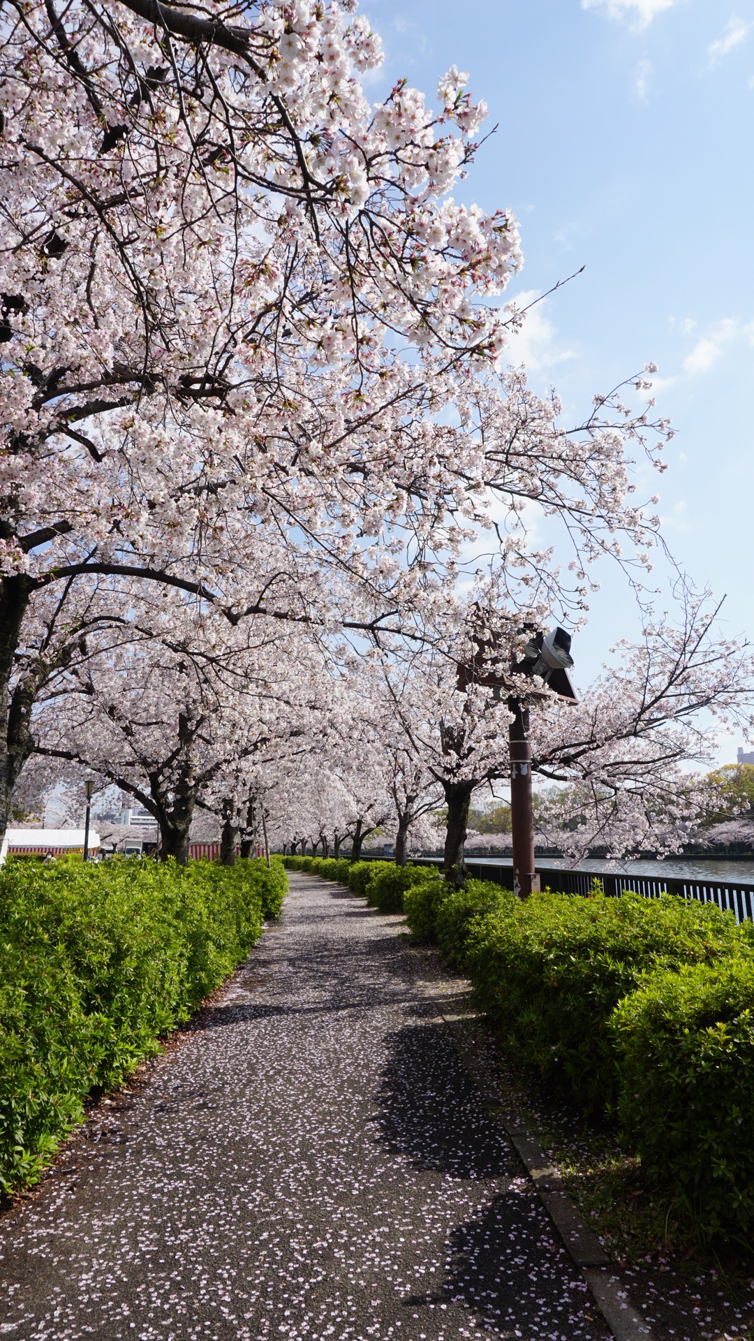 2019關西櫻花季4日遊,大阪旅遊攻略 - 馬蜂窩