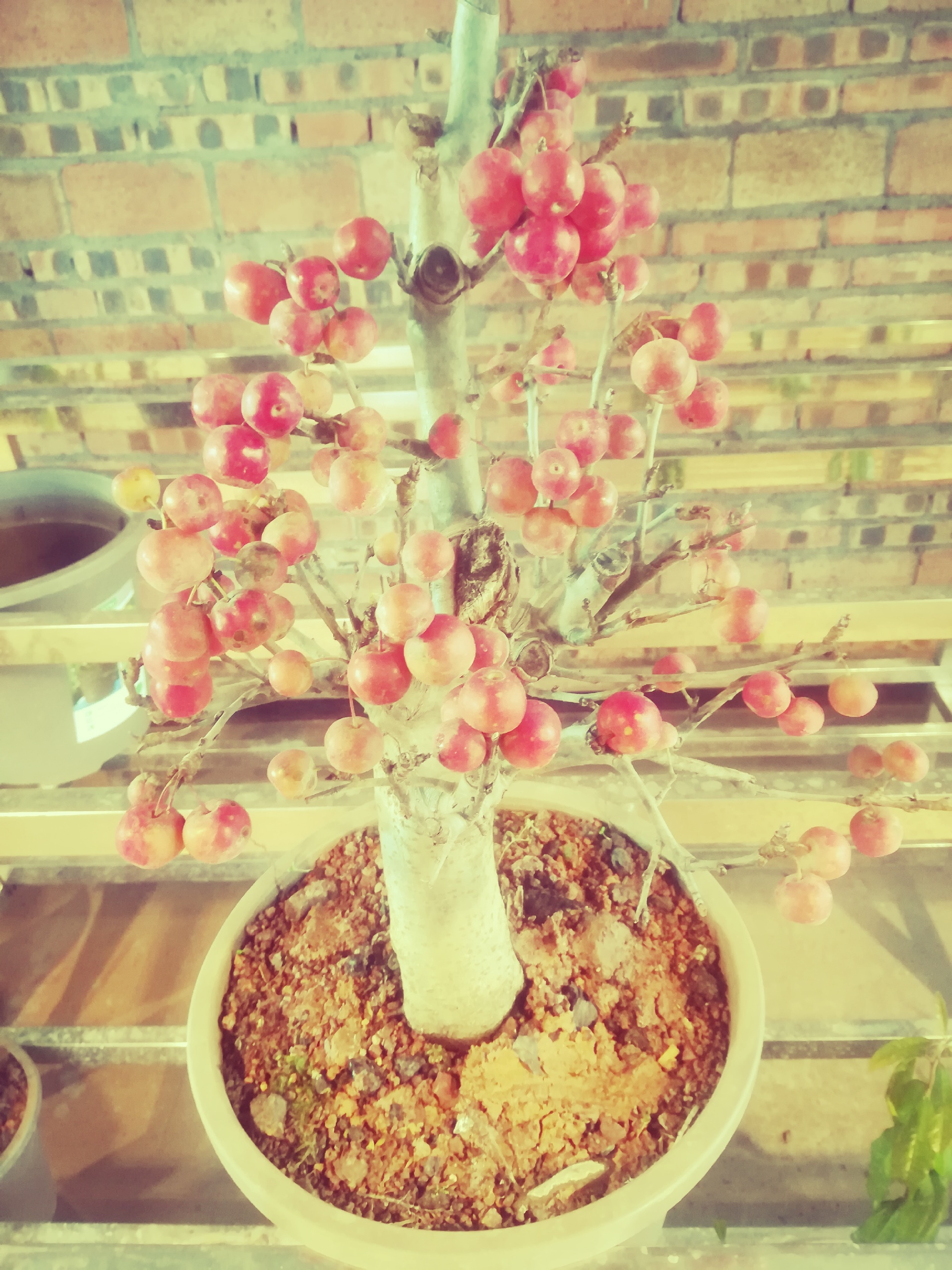 叙永美食-曾家特色荤豆花
