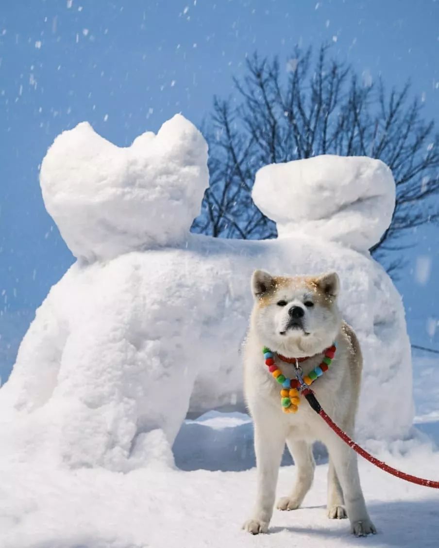 是个以狗狗为主角的冰雪节,主会场上到处是一座座白雪制成的狗狗雪雕
