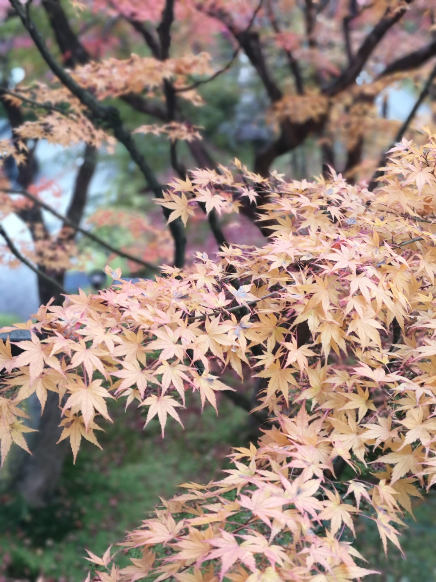 京都自助遊攻略