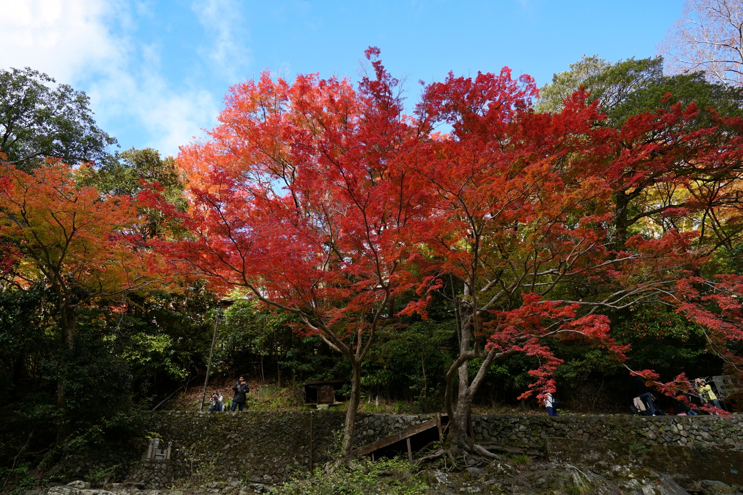 京都自助遊攻略