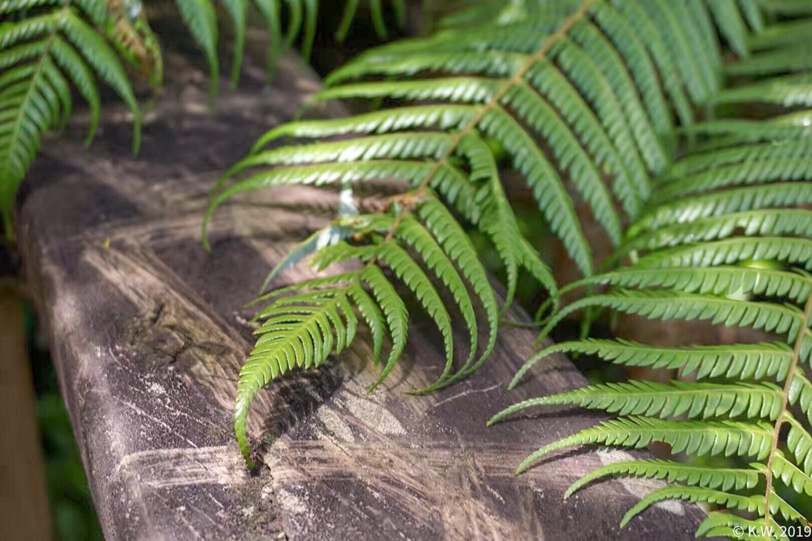 【走带你挖金去】皇冠金矿淘金步道之旅