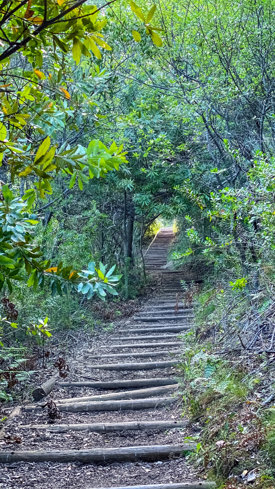 南非自助遊攻略