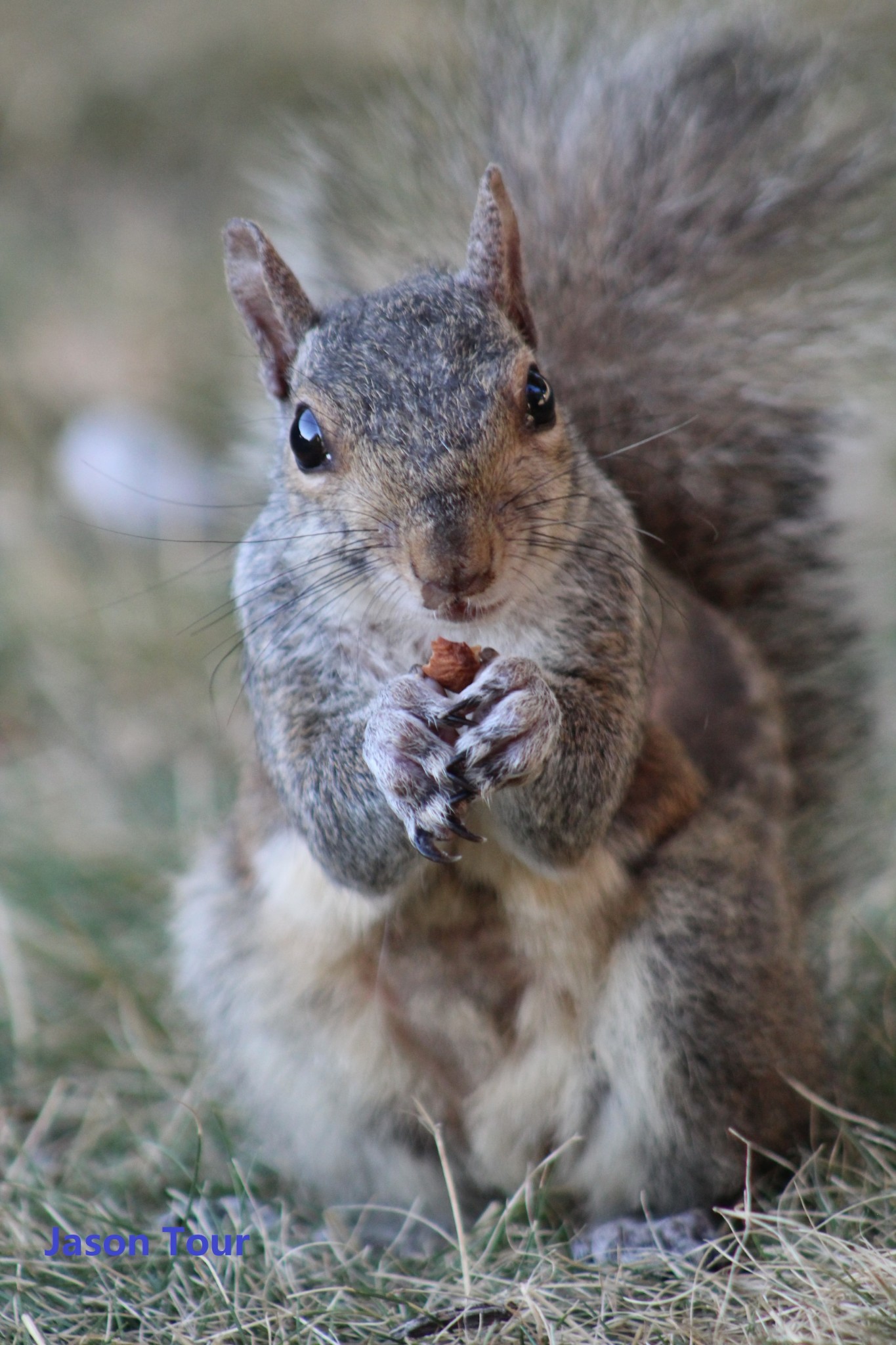 走遍美国(25)记忆美国动物篇
