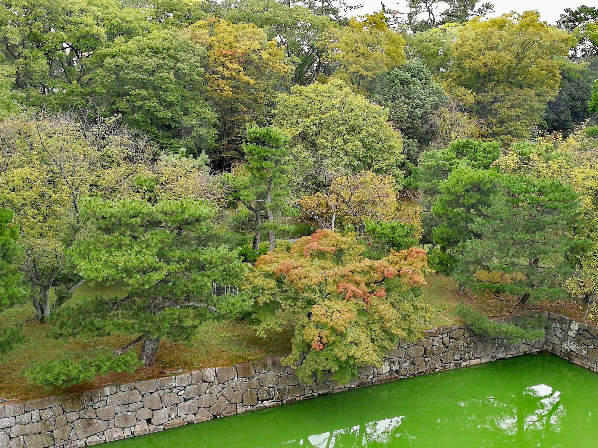 京都自助遊攻略