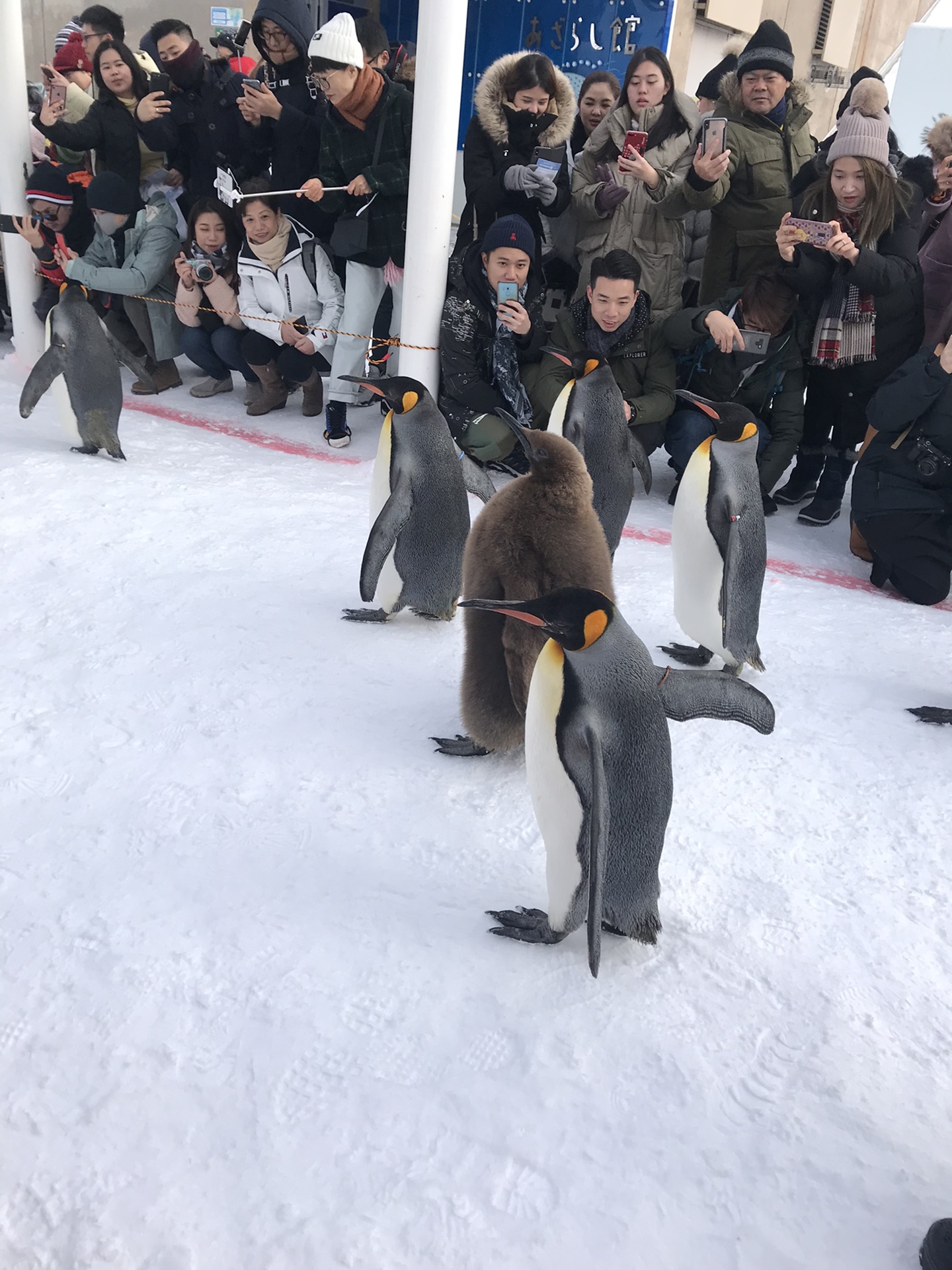 北海道自助遊攻略