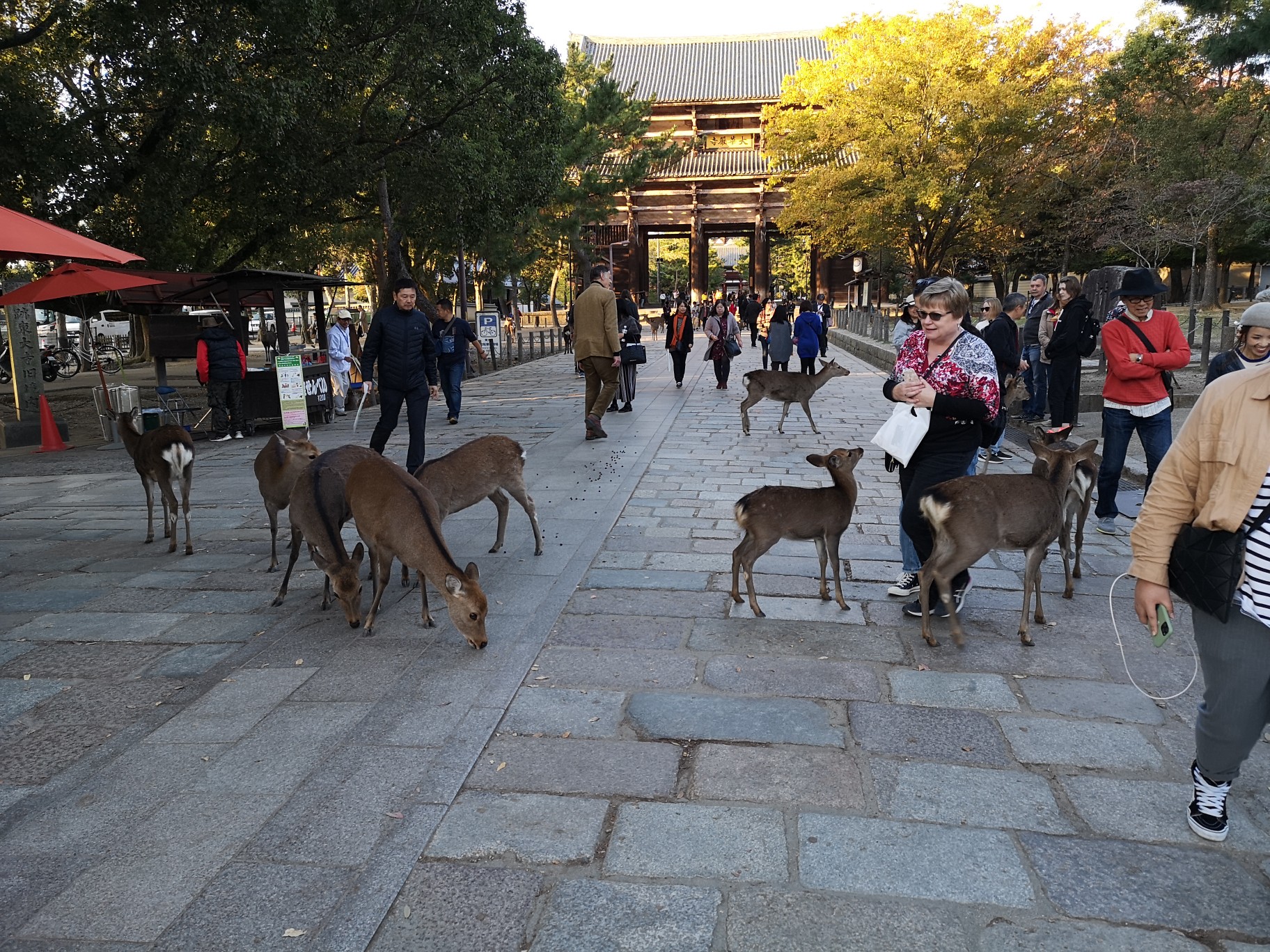 京都自助遊攻略