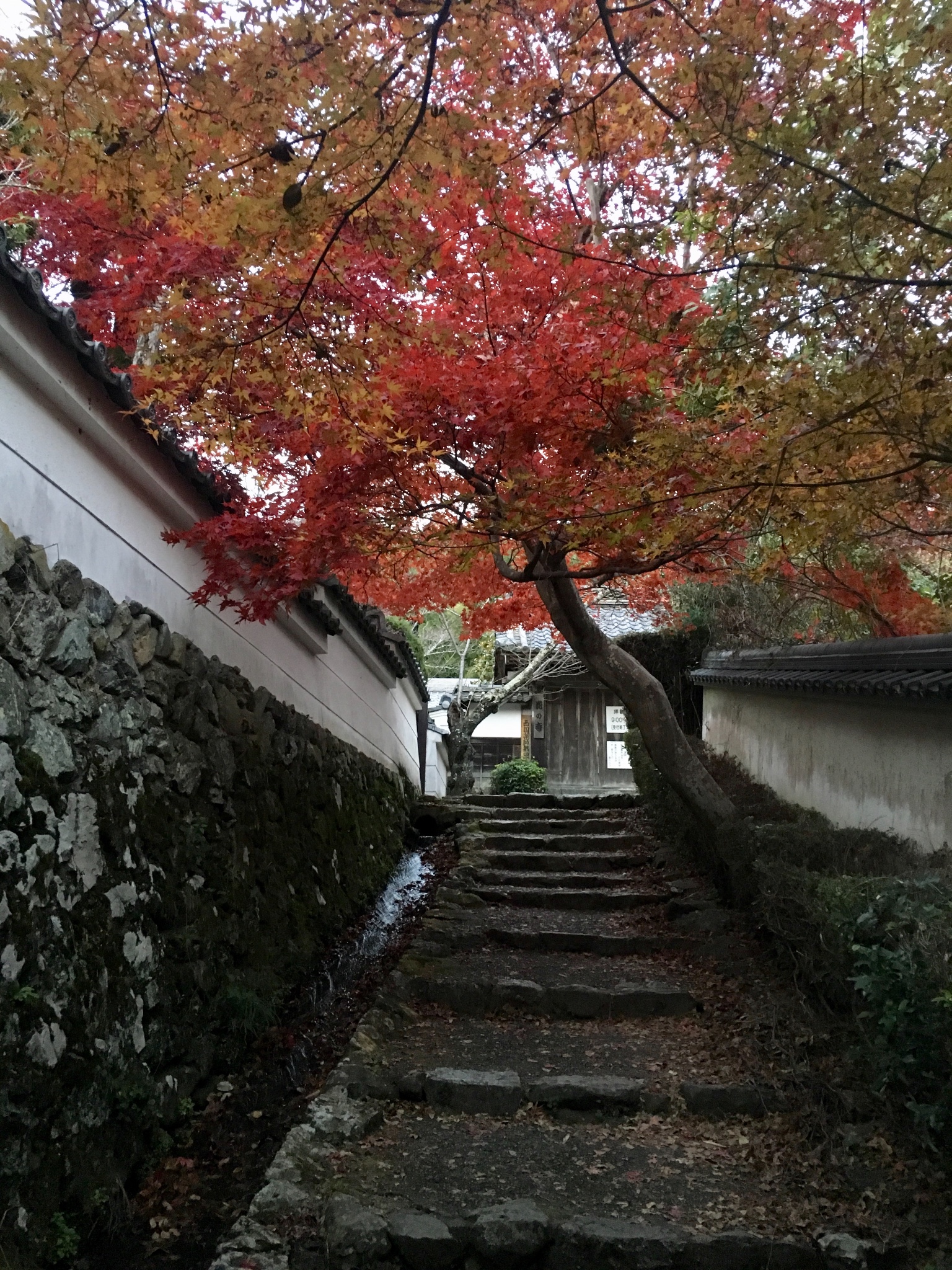 京都自助遊攻略