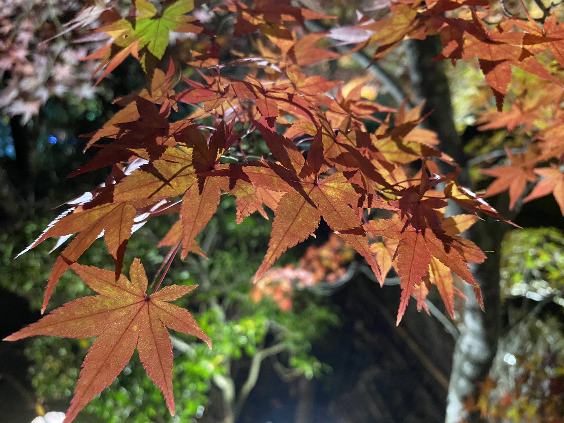 京都自助遊攻略