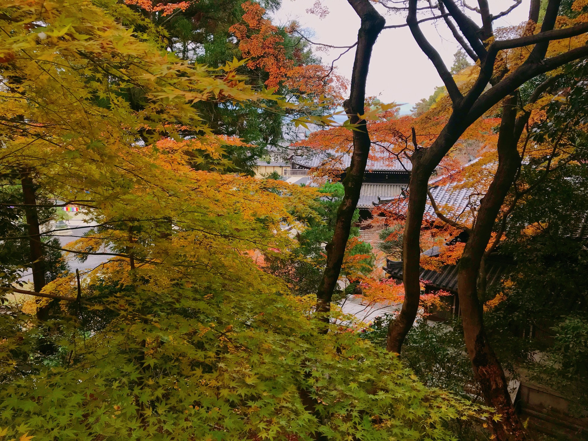 京都自助遊攻略