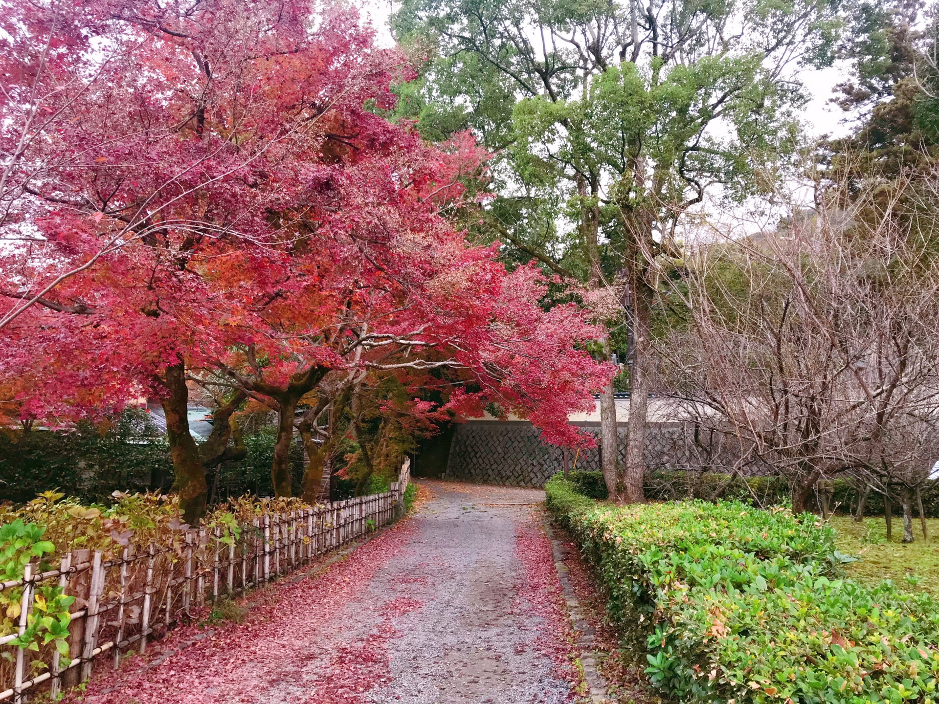 京都自助遊攻略