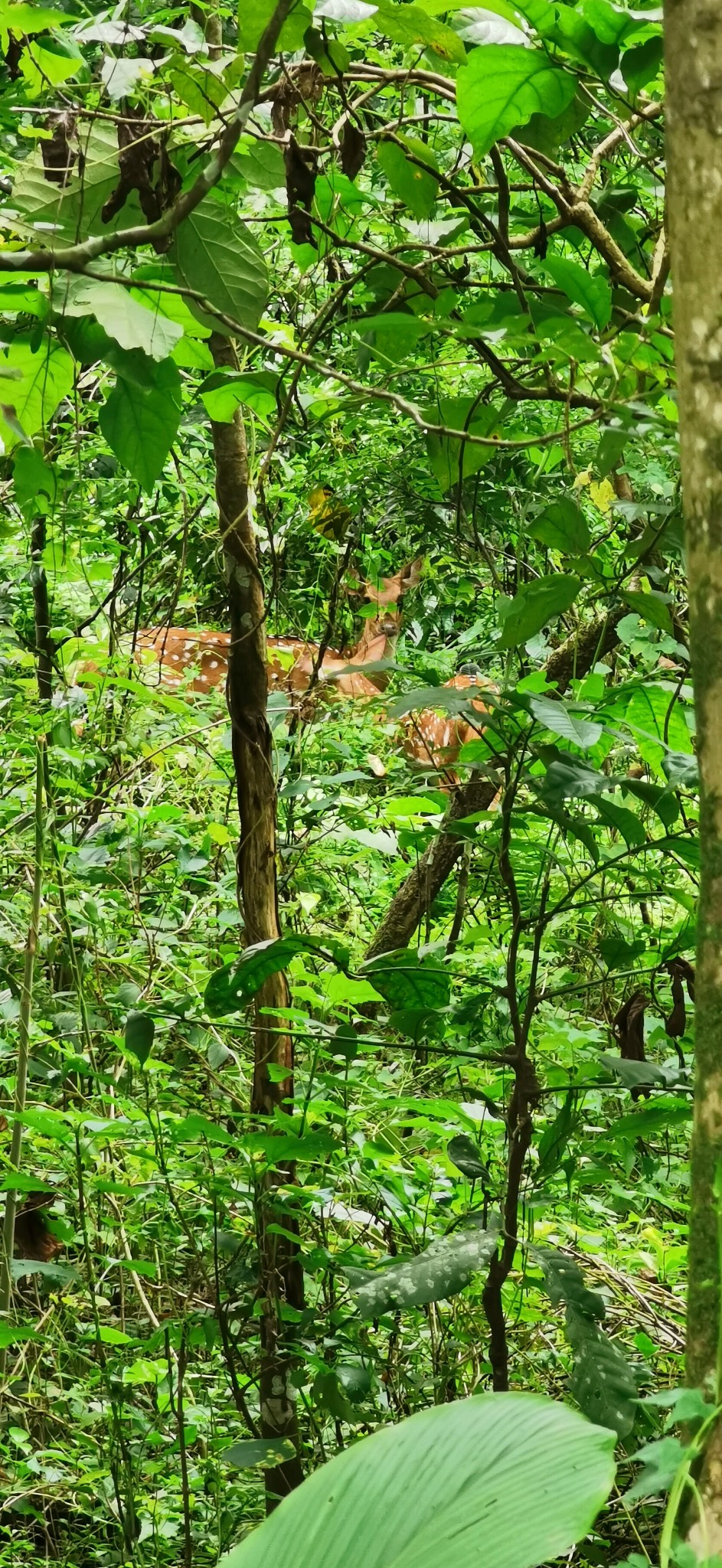 尼泊爾自助遊攻略