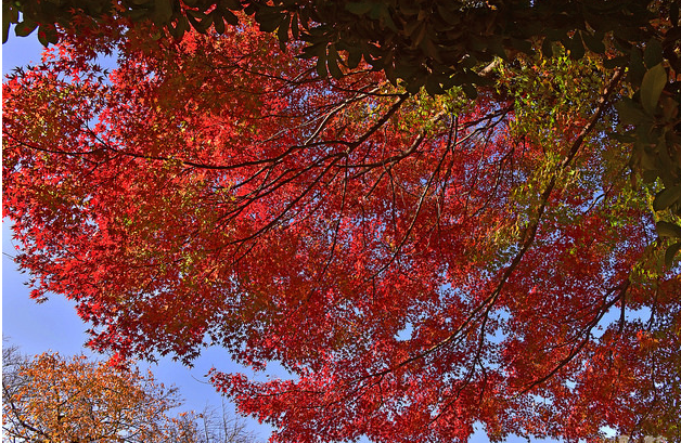 东京新宿御苑适合赏秋吗 什么时候去风景很好 马蜂窝