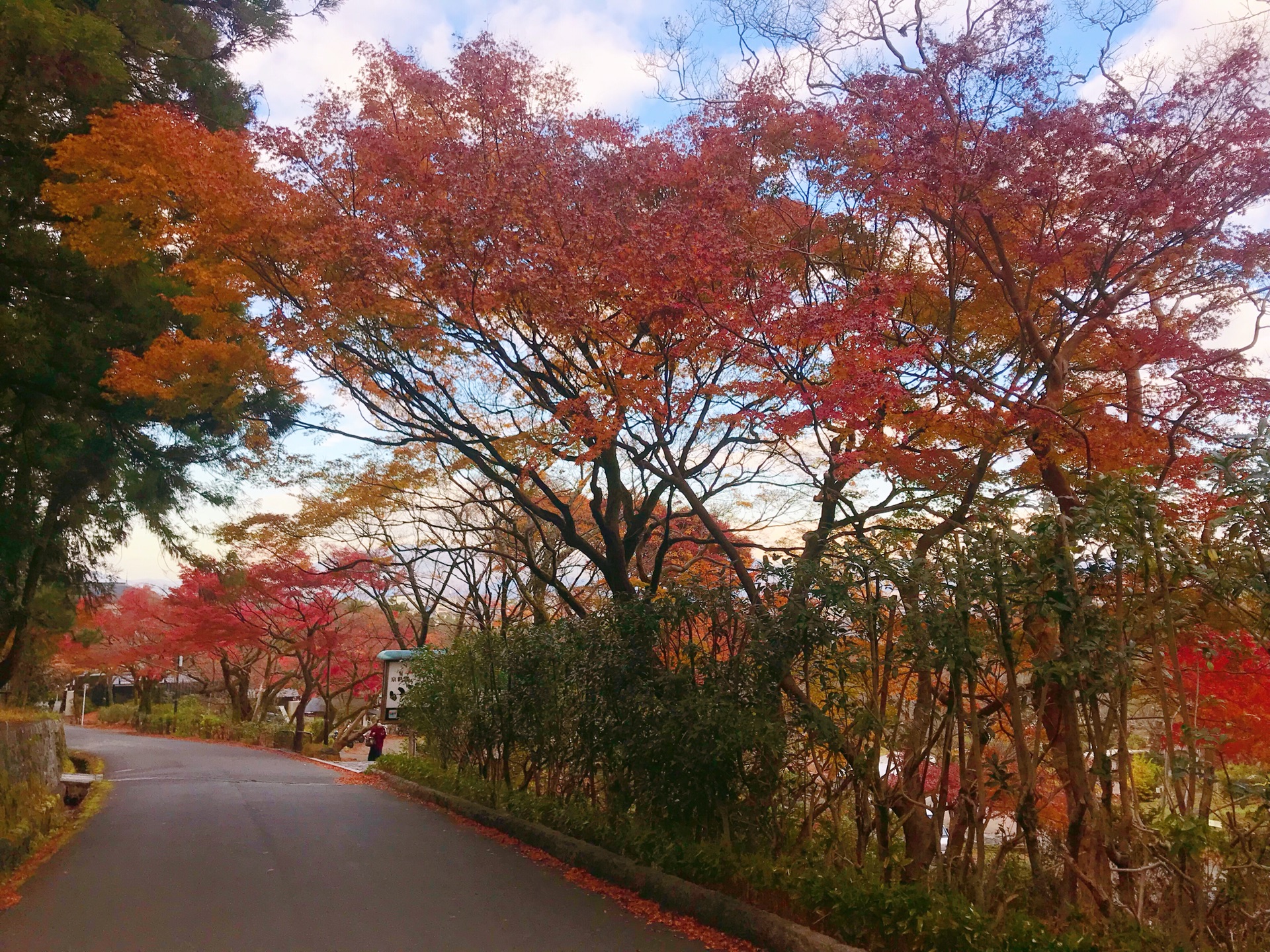 京都自助遊攻略