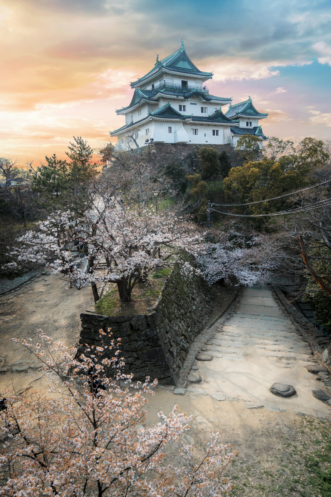 和歌山樱花图片