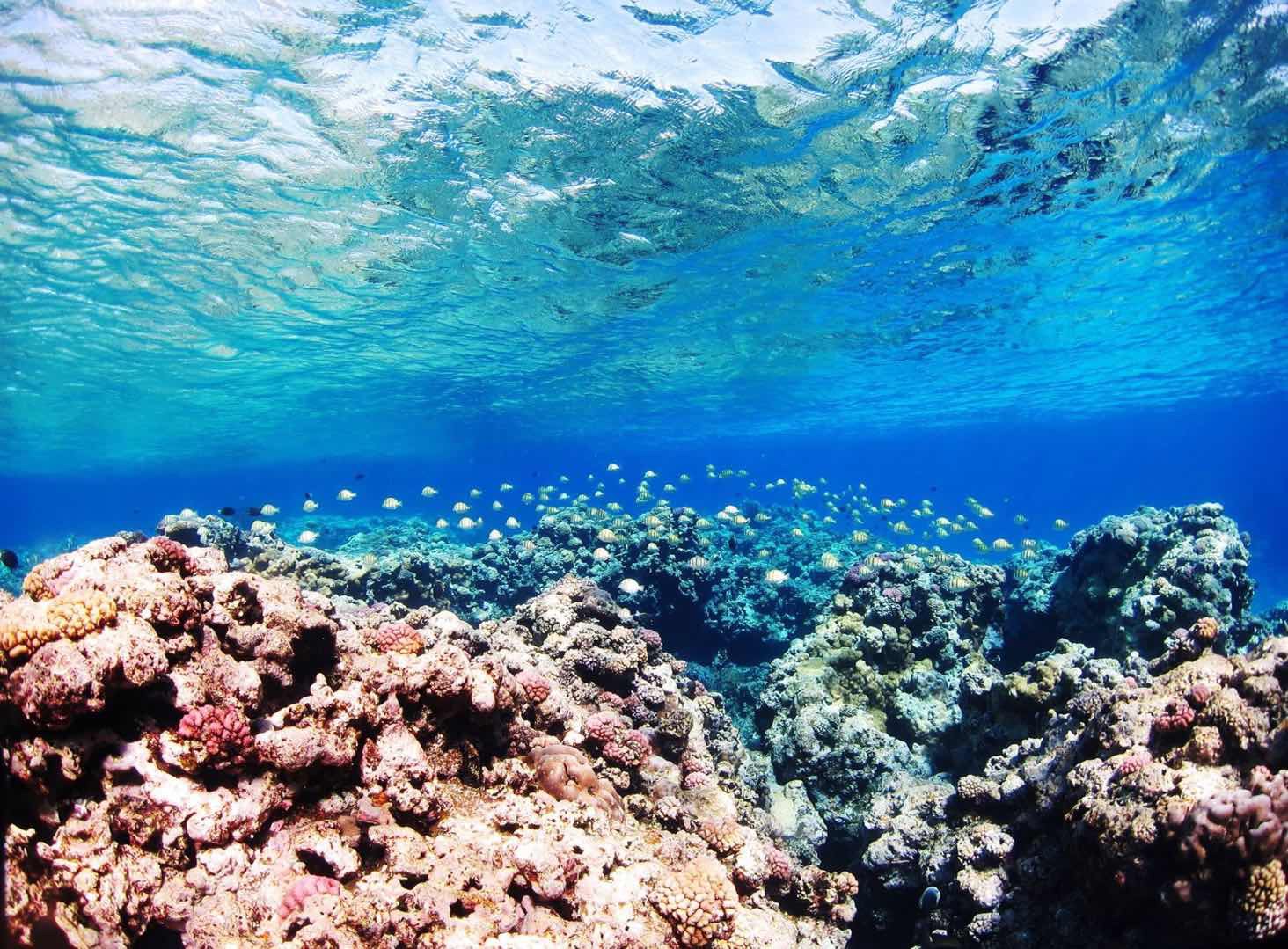 罗塔岛珊瑚花园 潜水点 攻略 珊瑚花园 潜水点 门票 地址 珊瑚花园 潜水点 游览攻略 马蜂窝
