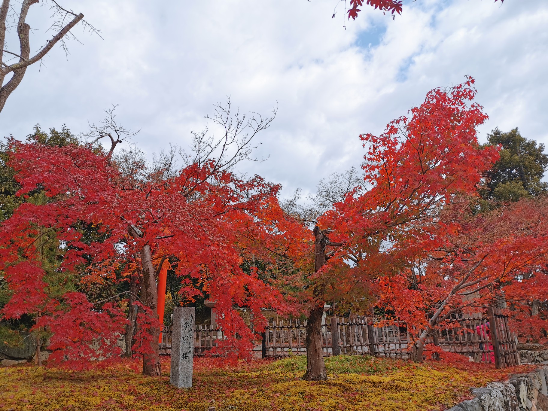 京都自助遊攻略