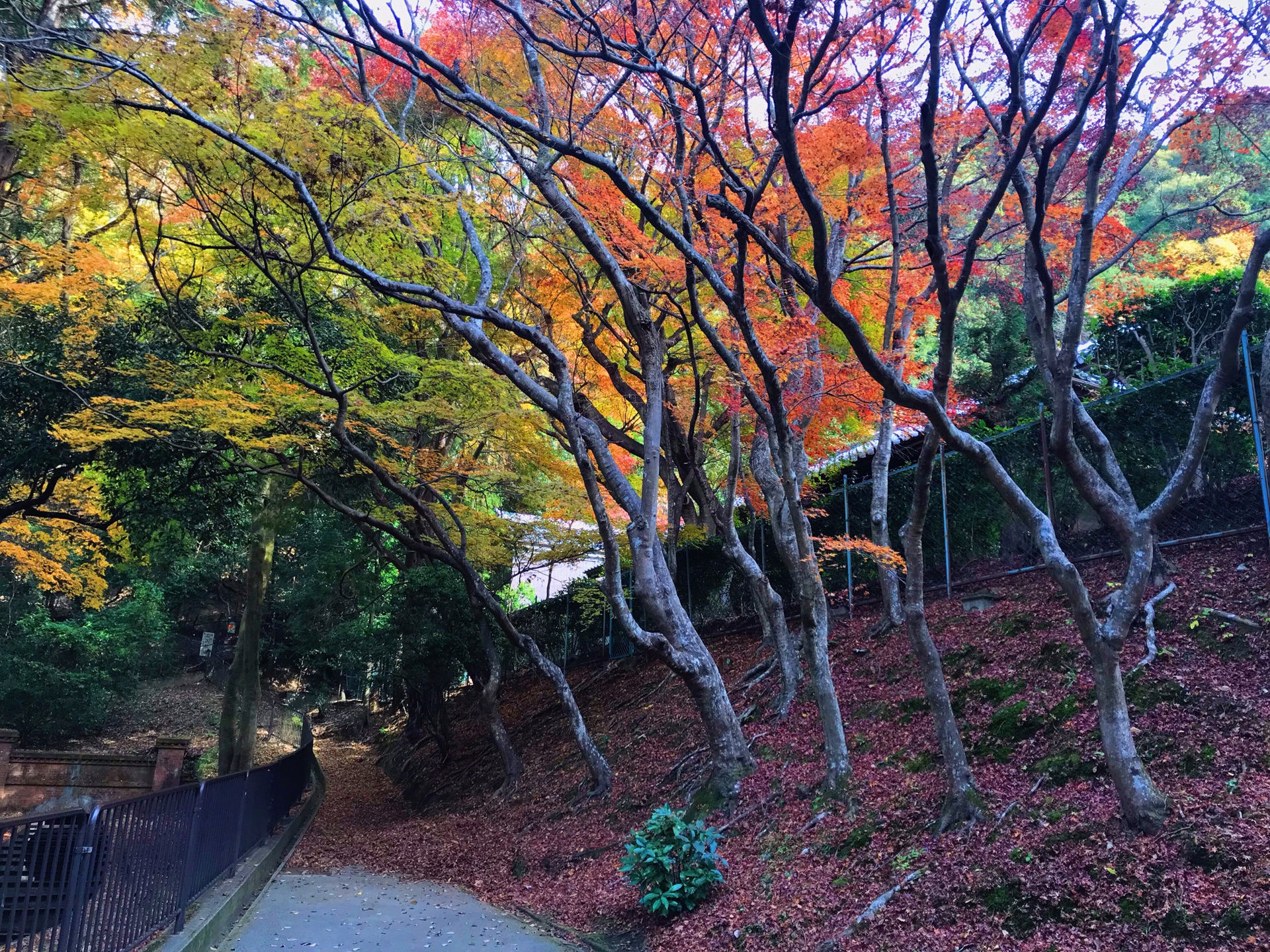 京都自助遊攻略