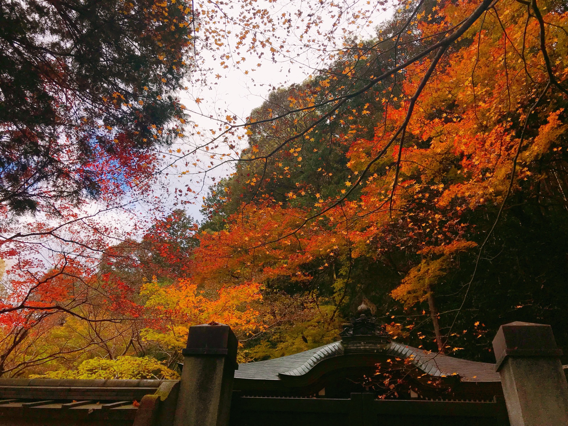 京都自助遊攻略