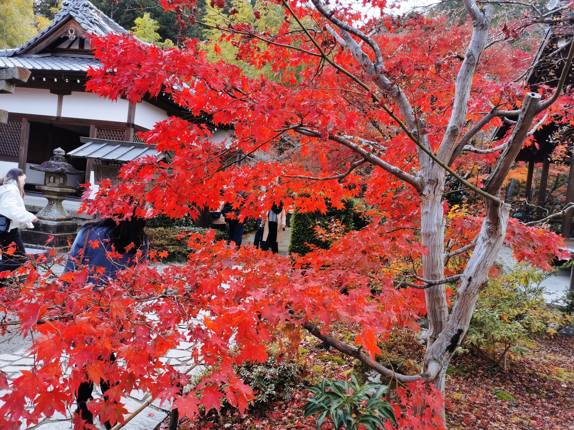 京都自助遊攻略