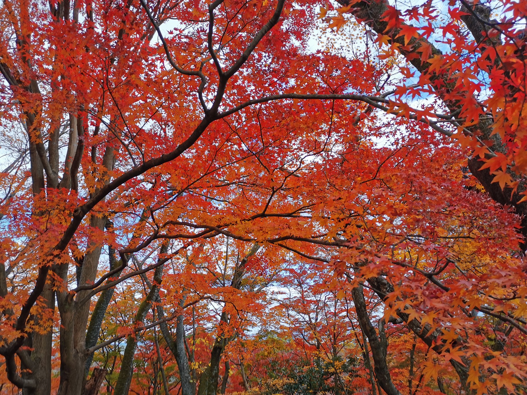 京都自助遊攻略