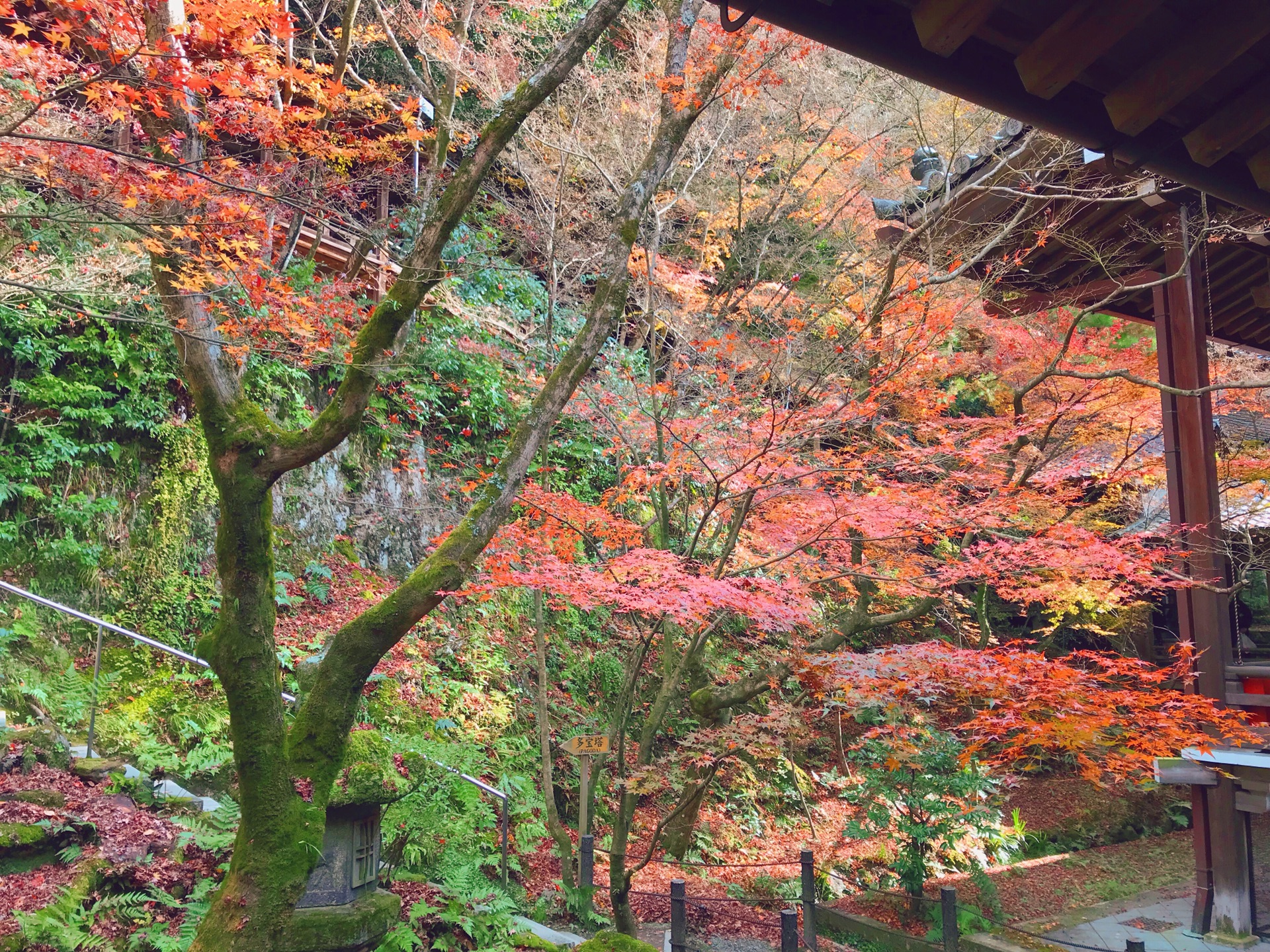 京都自助遊攻略