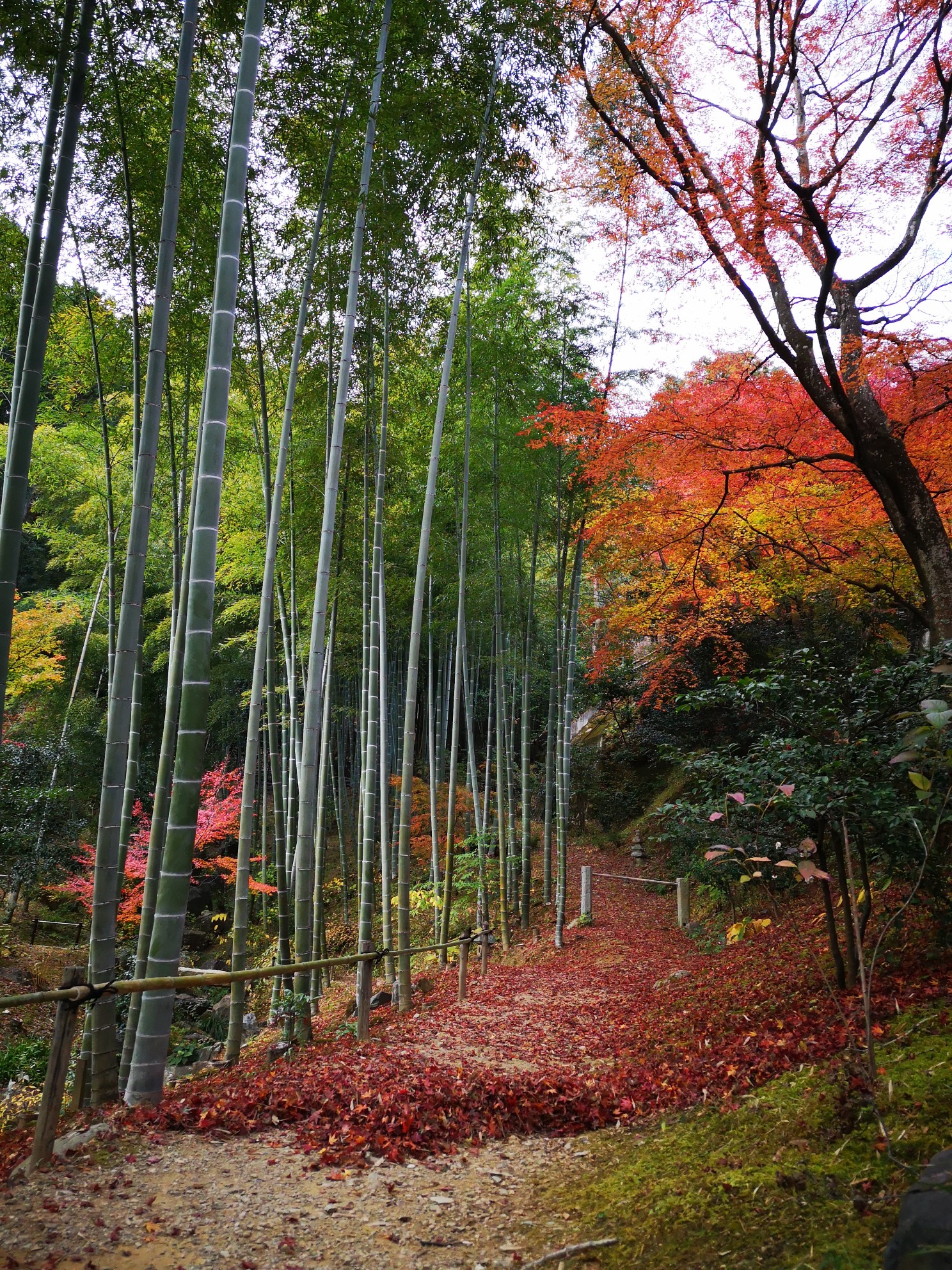 京都自助遊攻略