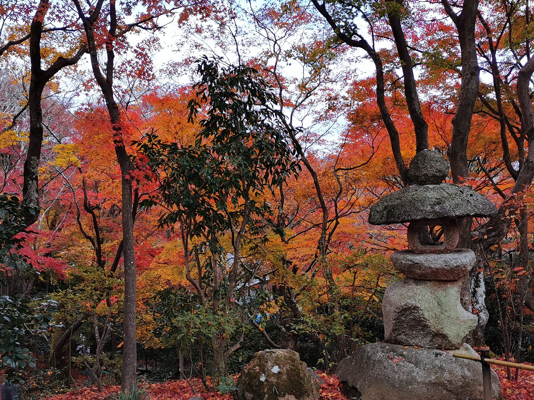 京都自助遊攻略