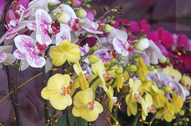 春节小长假怎么玩 逛花市 迎新春 趣游肇庆春节攻略 手机马蜂窝