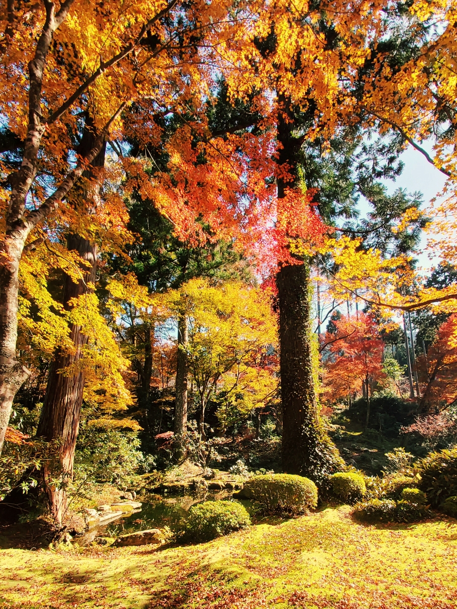 京都自助遊攻略