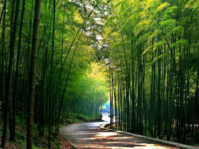 赤水竹海国家森林公园图片