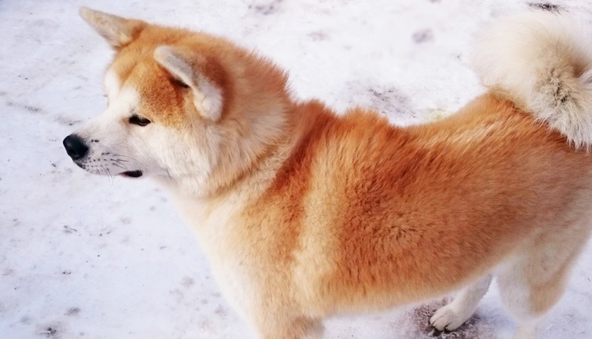 秋田犬,乳頭溫泉,米棒鍋