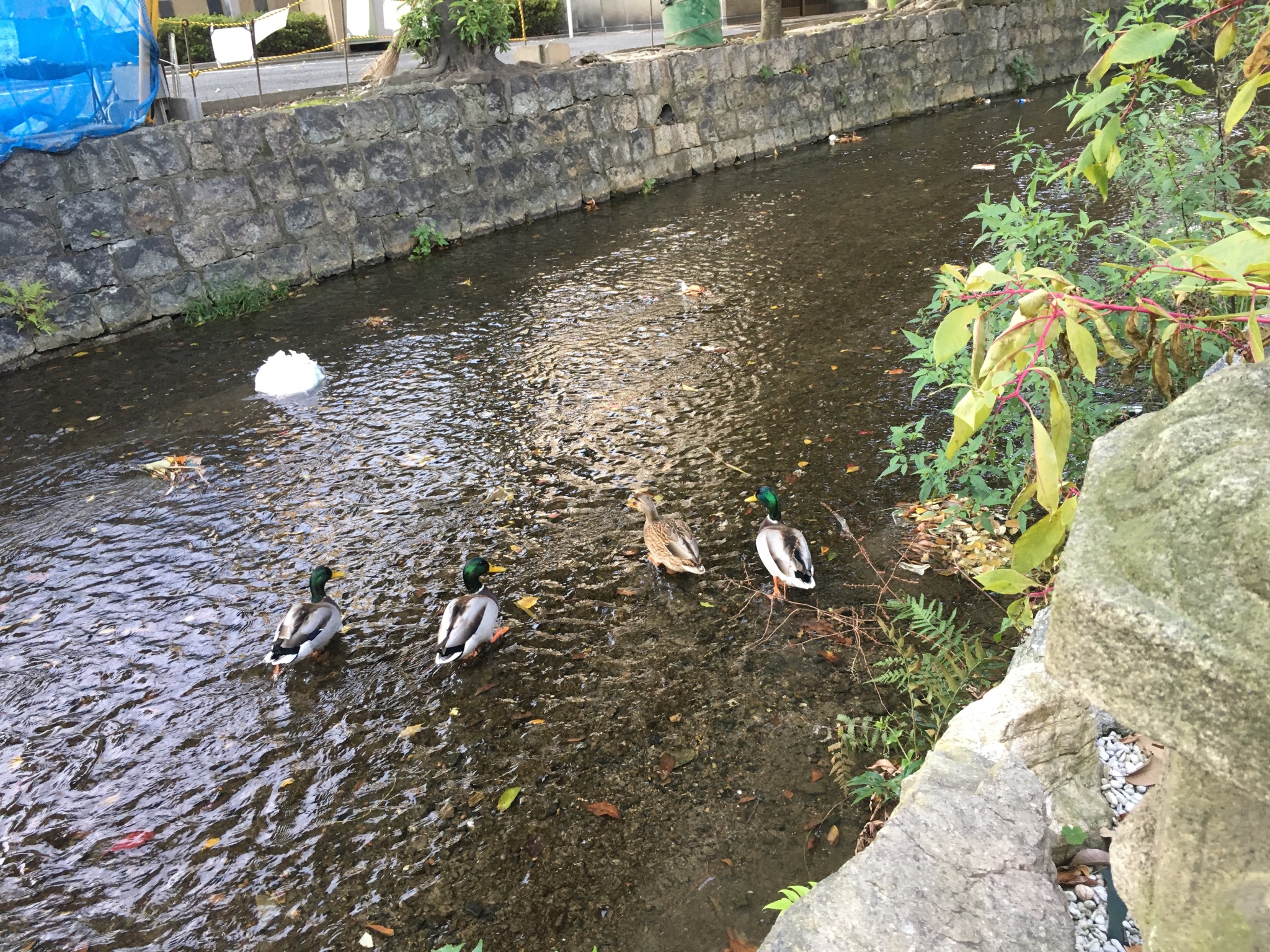 京都自助遊攻略