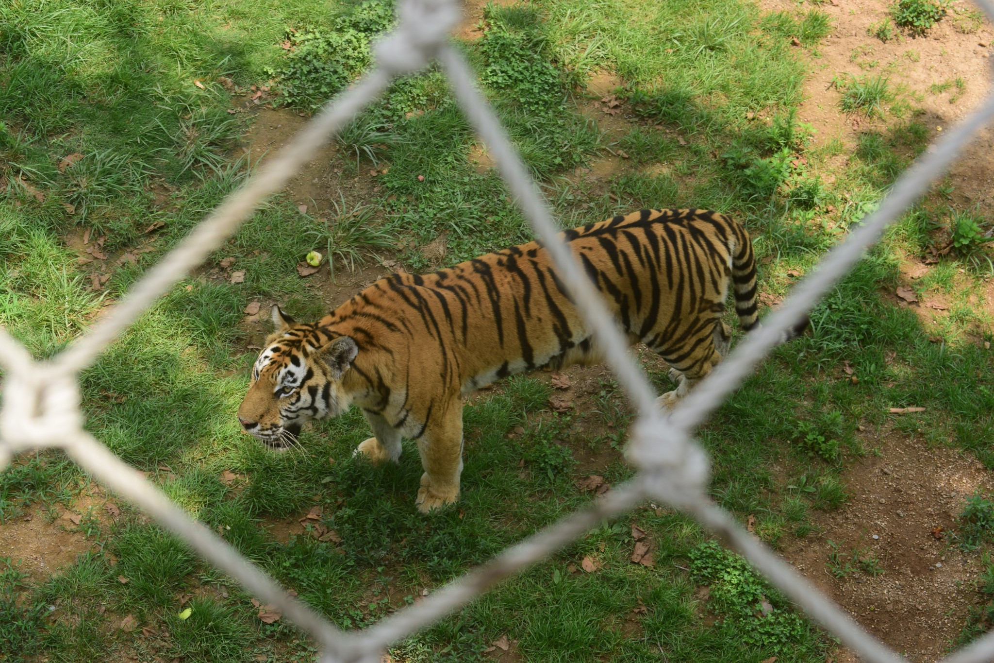 猛兽区狼馆袋鼠馆珍稀区环尾狐猴在地上伸懒腰超超超级可爱的小熊猫