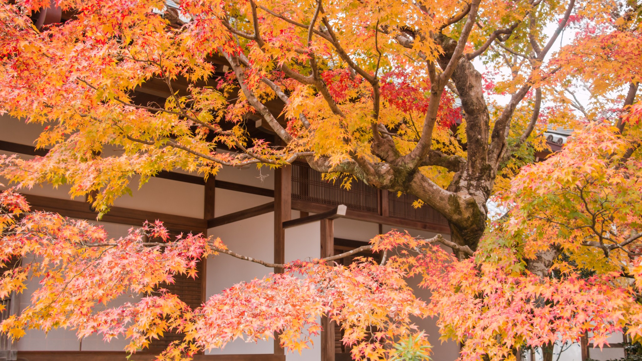 京都自助遊攻略