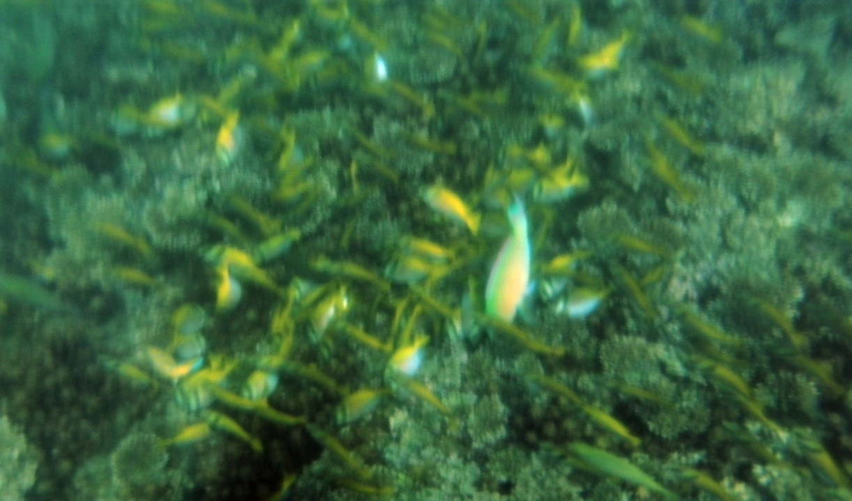 蘇梅島自助遊攻略