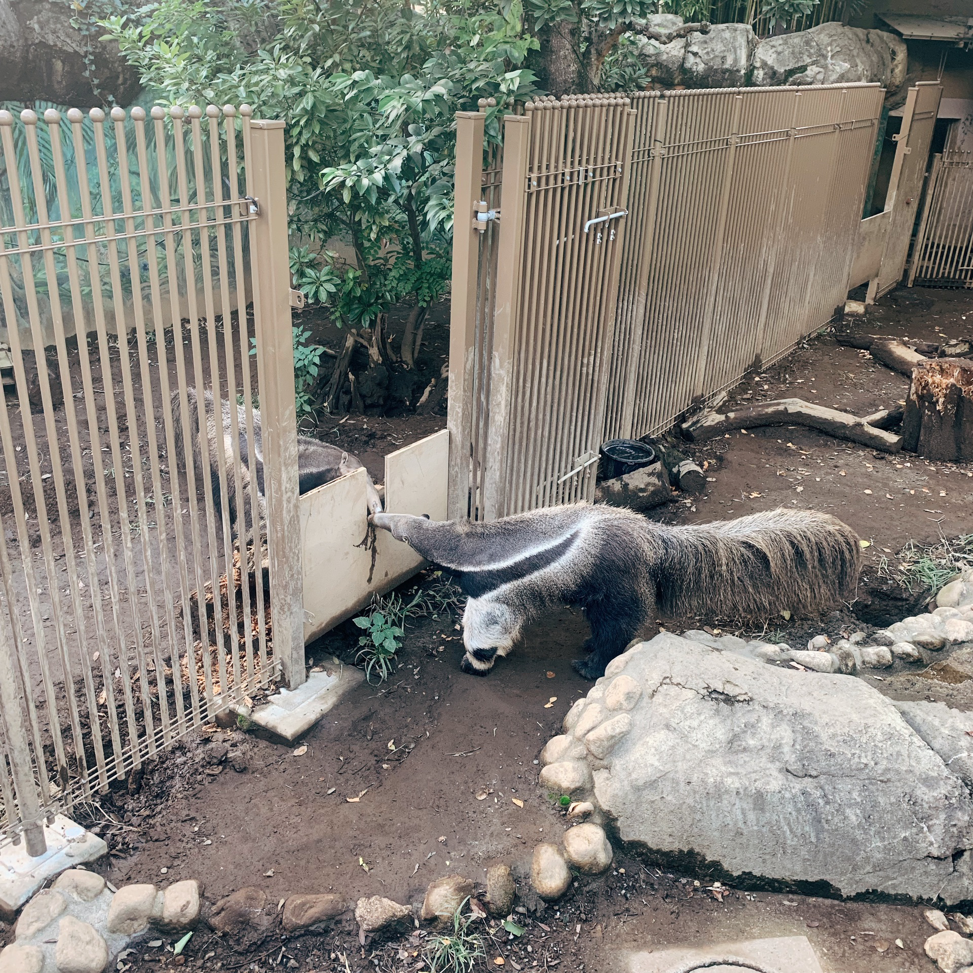 江户川区自然动物园攻略 江户川区自然动物园门票 地址 江户川区自然动物园景点攻略 马蜂窝