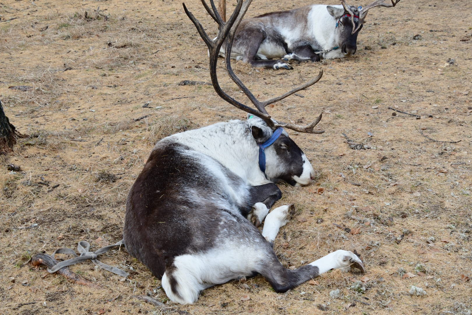 驰骋草原,满地秋凉,意外遇雪,寻北之旅.