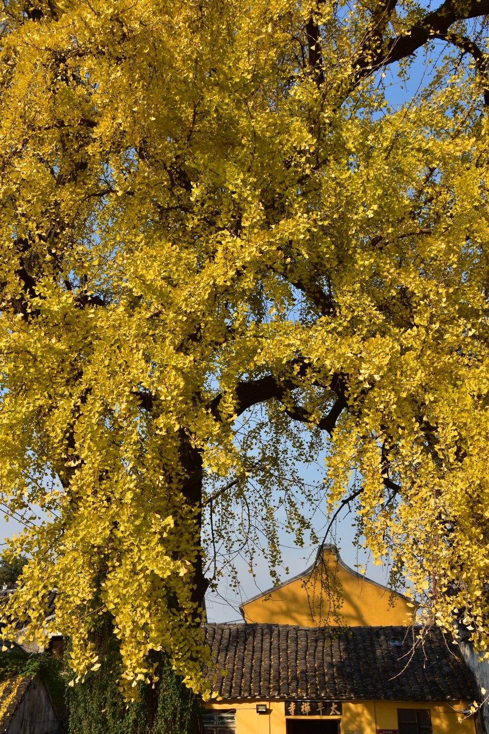 太平禅寺旁的古银杏,苏州自助游攻略 