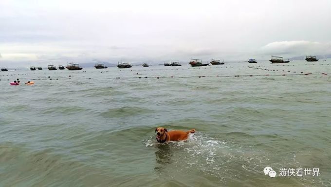 如何在海边找贝壳 CoUBGV3UAgqAHyjhAADGfO_fAkQ65.jpeg?imageView2%2F2%2Fw%2F680%2Fq%2F90