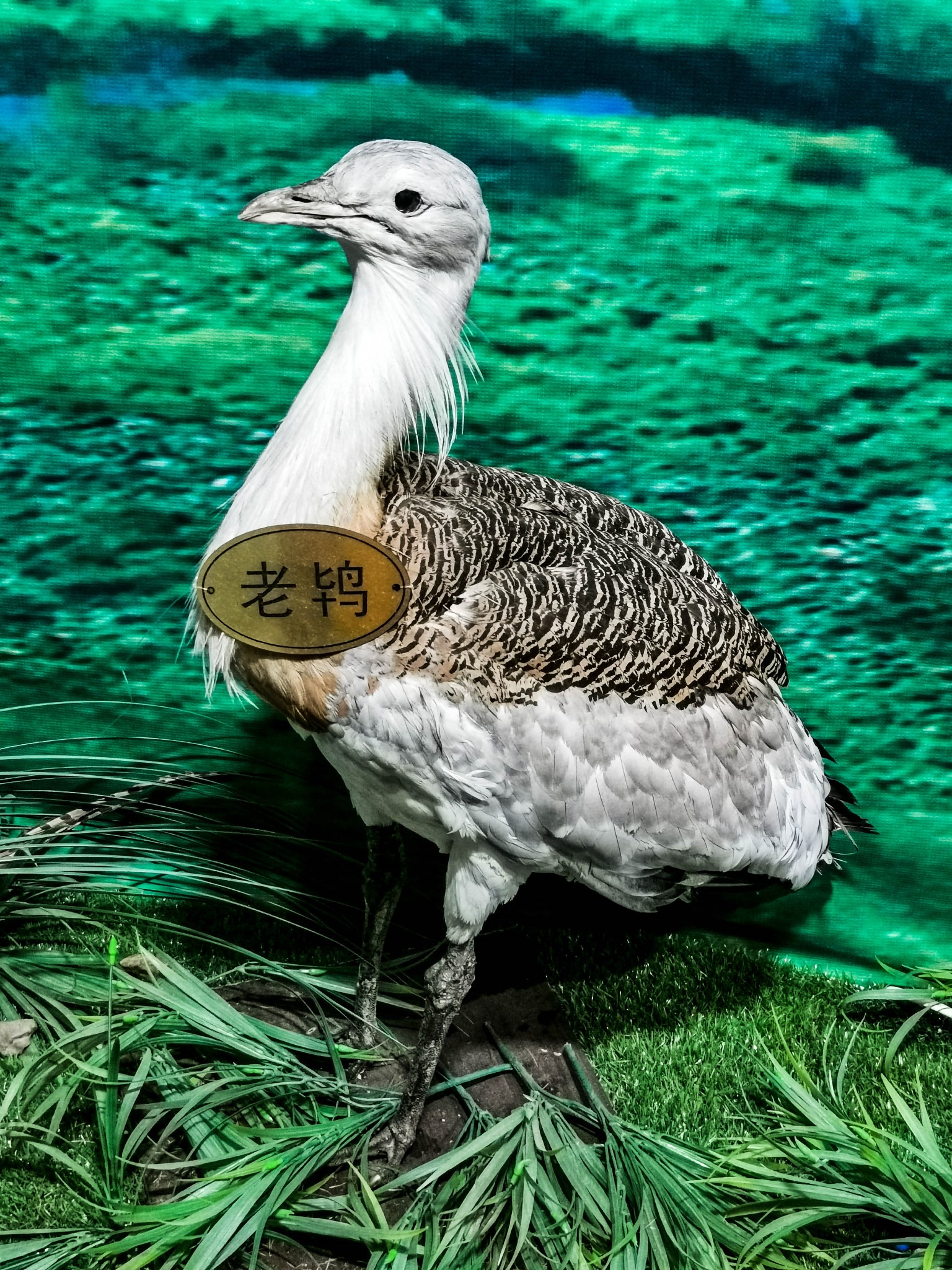 这个夏天我看到了最美的草原(呼伦贝尔7日),呼伦贝尔自助游攻略 - 马