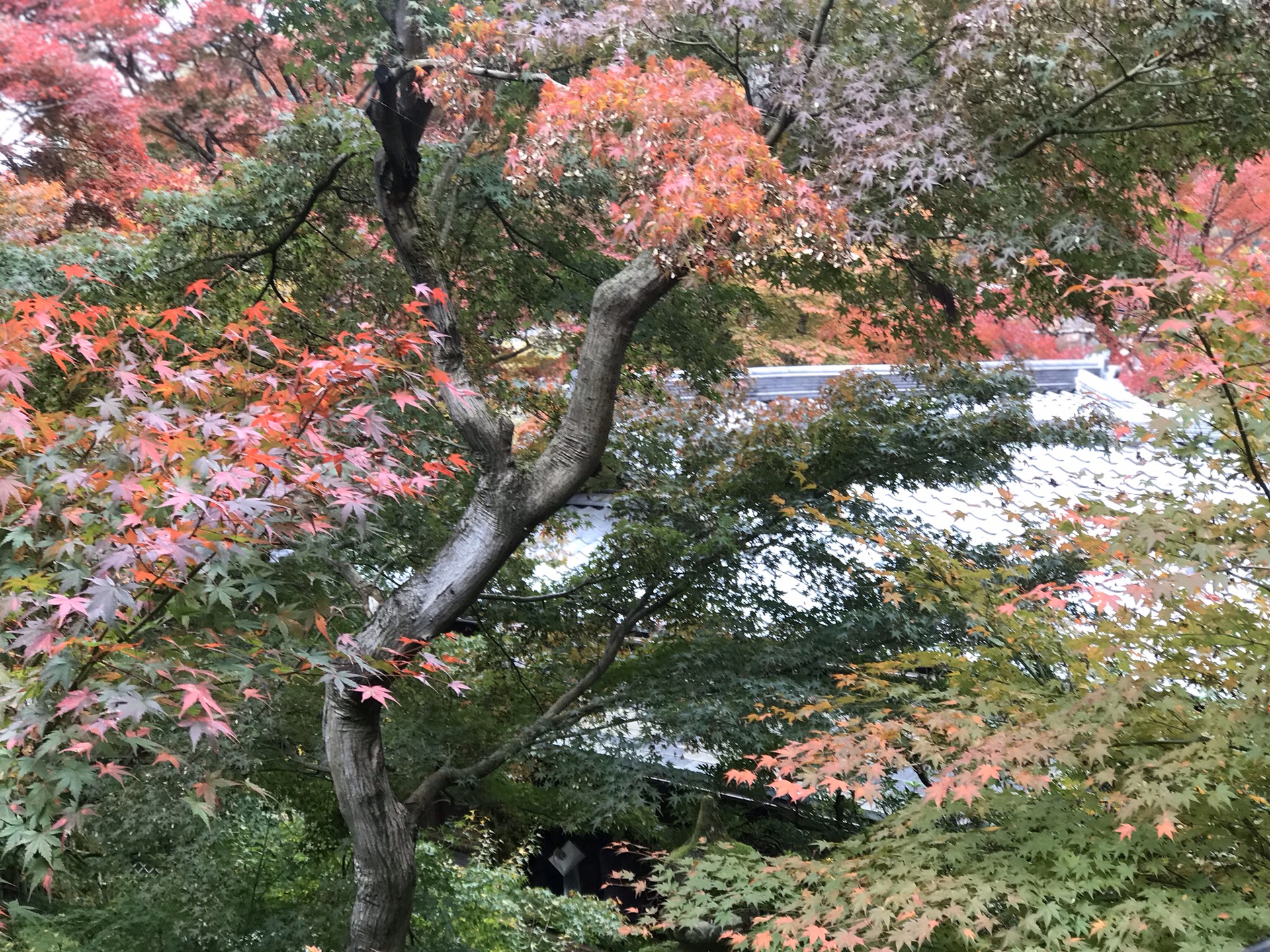 京都自助遊攻略