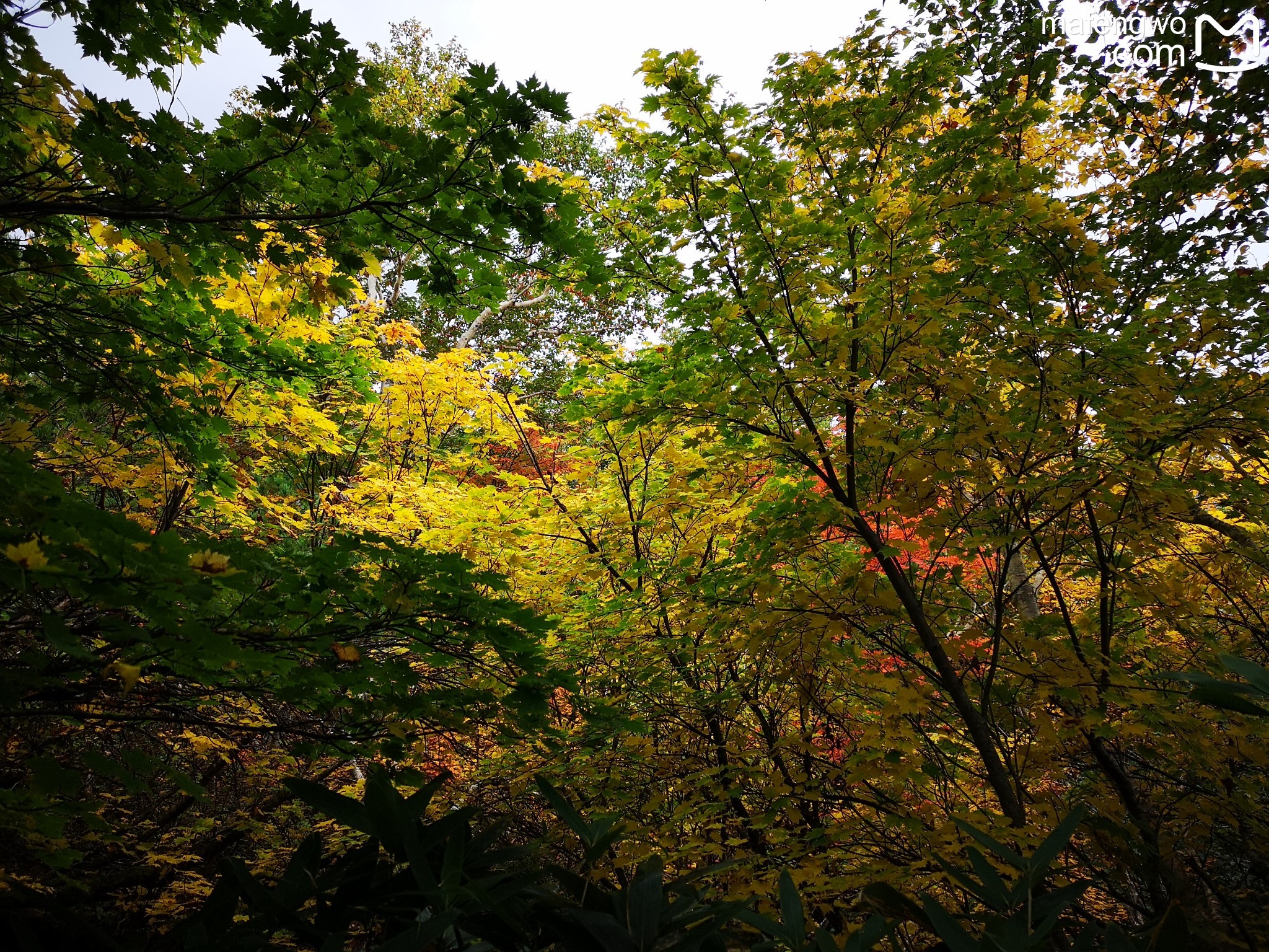 北海道自助遊攻略