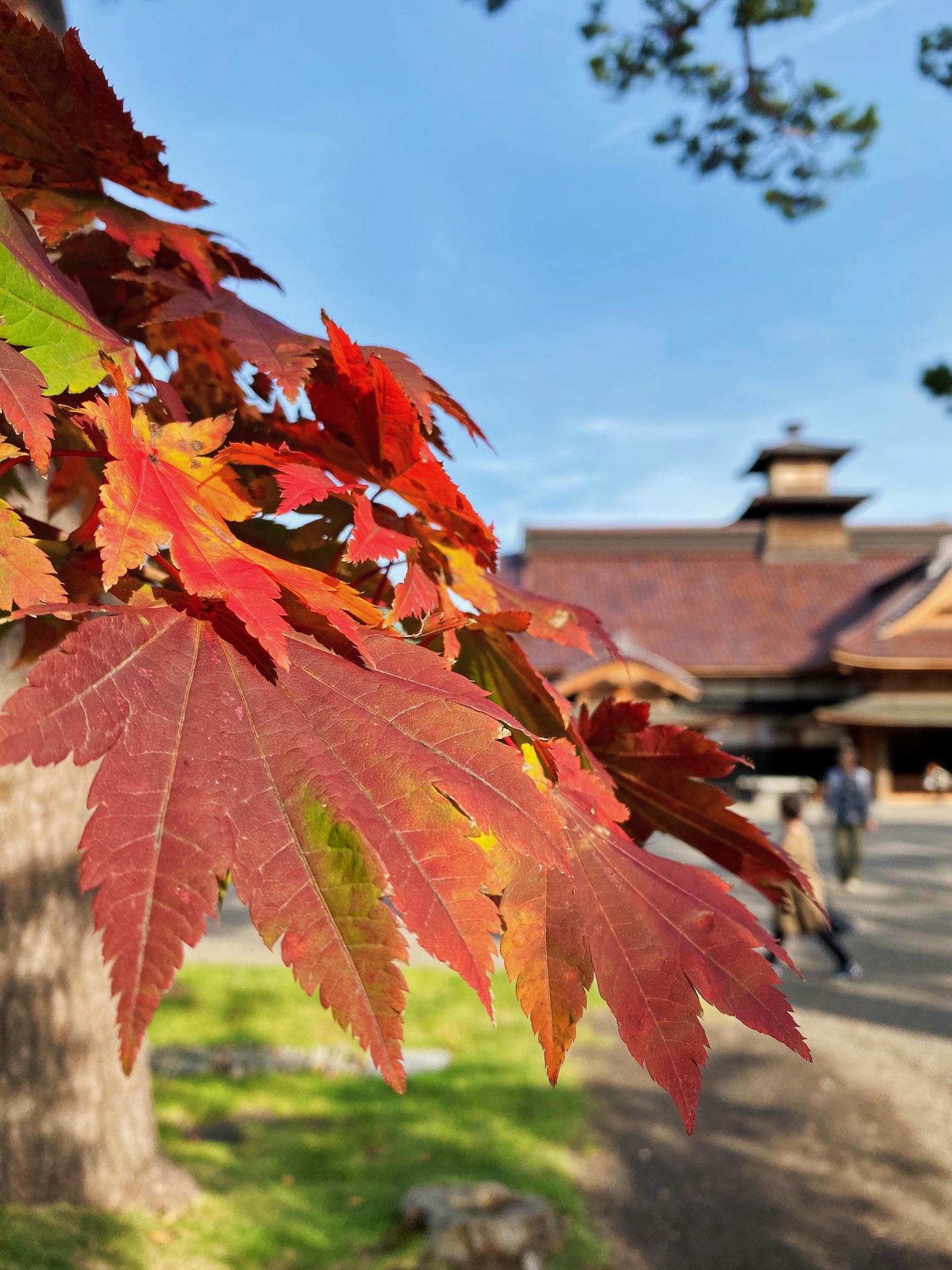 北海道自助遊攻略