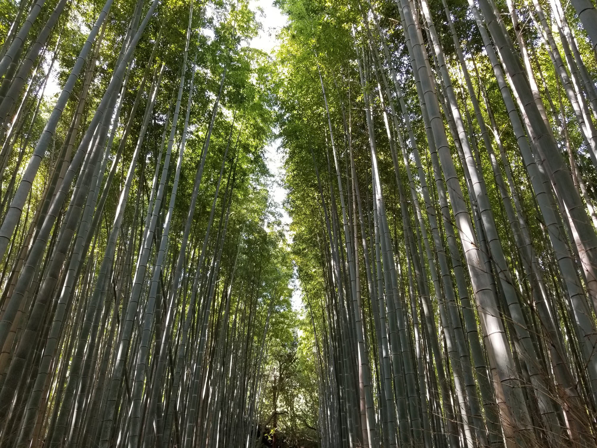 京都自助遊攻略