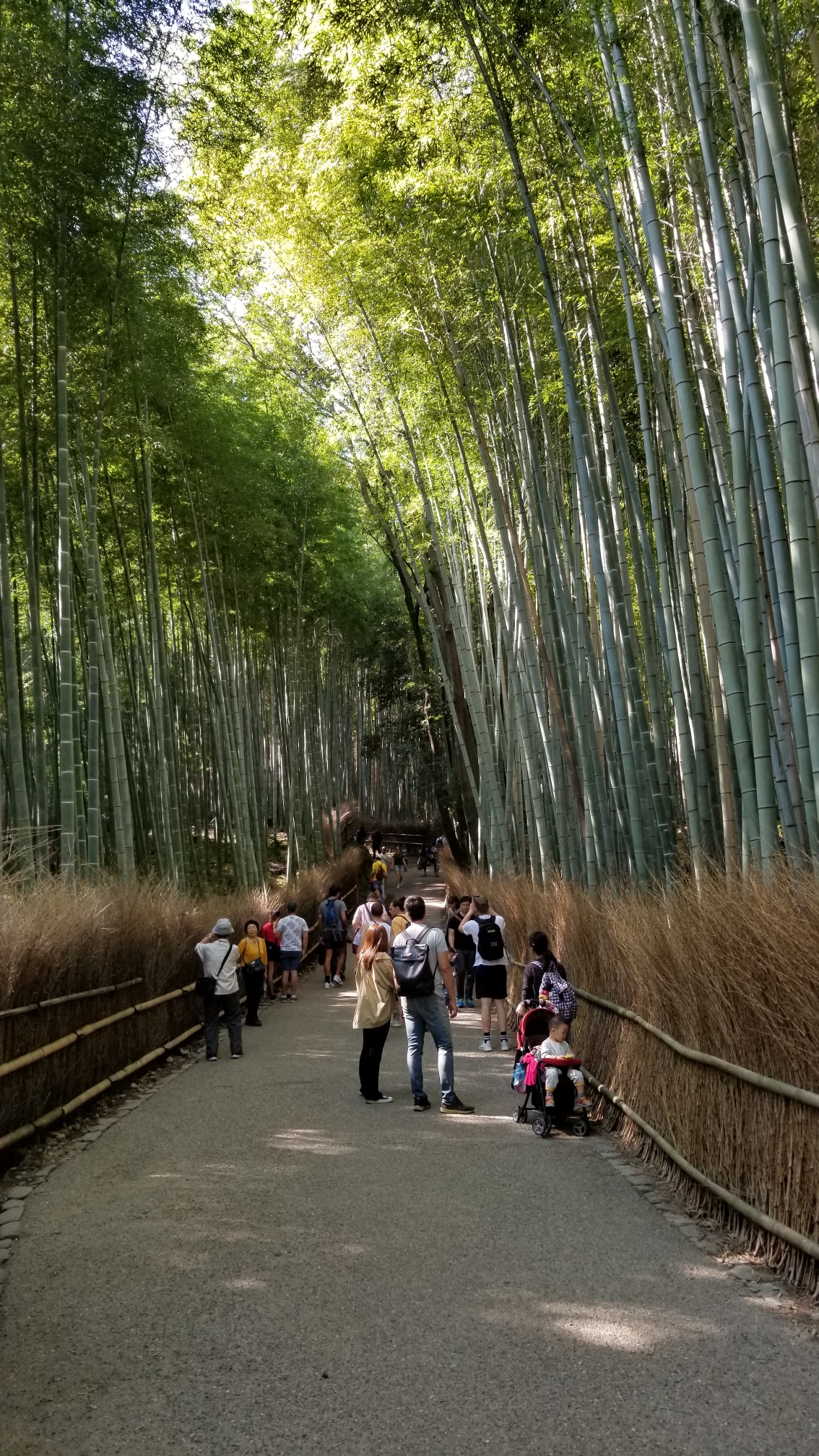 京都自助遊攻略