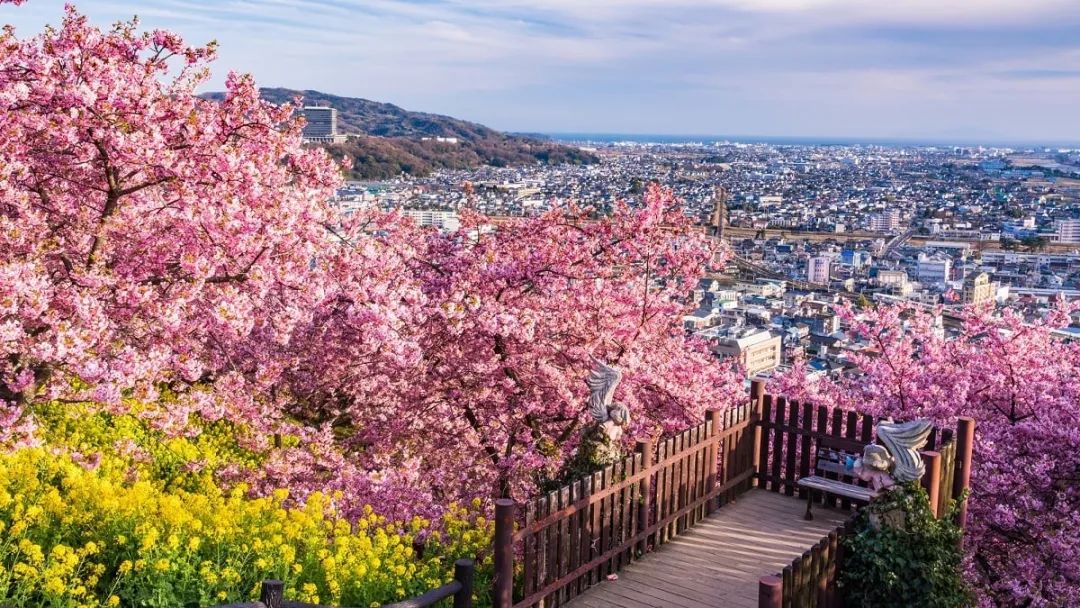 東京 自由行攻略 想要欣賞日本最早綻放的櫻花