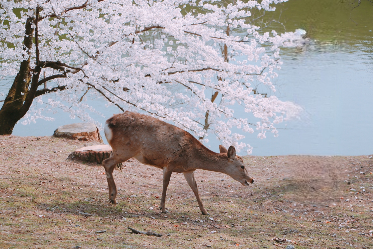 京都自助遊攻略